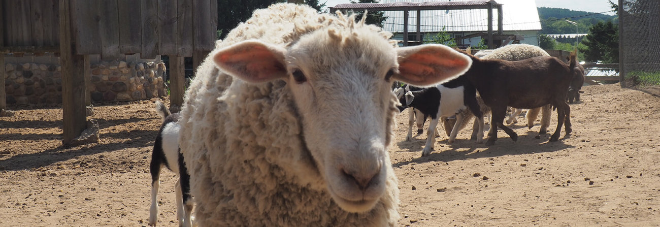 petting zoo canyon creek riding stables