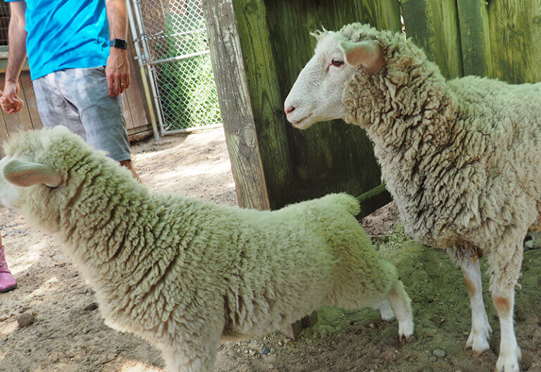 Petting Zoo Canyon Creek Riding Stables